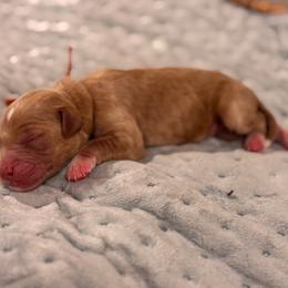 Boss Baby - Red  male Goldendoodle puppy in Rose Hill, North Carolina from Red Door Canines