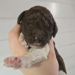 Clover - male Newfypoo puppy in Mckenzie, Tennessee from Small Town Doodles & Poodles