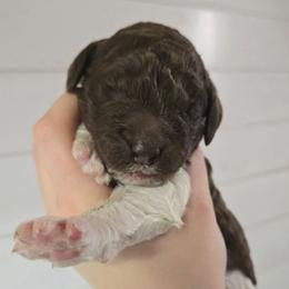 Clover - male Newfypoo puppy in Mckenzie, Tennessee from Small Town Doodles & Poodles