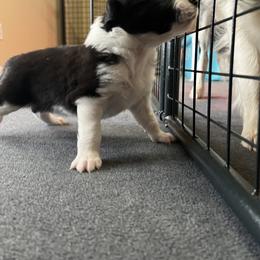 Border Collie Puppies from Roaring River Border Collies