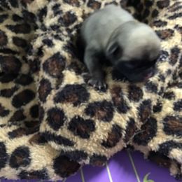 Girl 3 - Fawn female Pug puppy in Lookout, West Virginia from Khloe’s WV Pugs