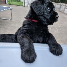 Giant Schnauzer Puppies from Riesenschnauzers von Reh Bach