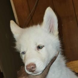 Siberian Husky Puppies from Jackson's Siberians