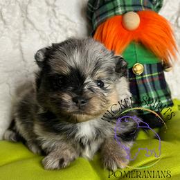 HOLD AKC POP - Blue merle male Pomeranian puppy in Watkins Glen, New York from Wicked Spirits Pomeranians