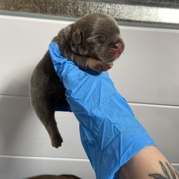French Bulldog Puppies from Boone county frenchies