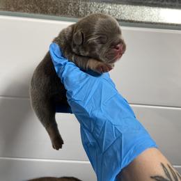 French Bulldog Puppies from Boone county frenchies