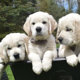 Golden Retriever Puppies from Ike Jon Goldens
