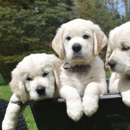 Golden Retriever Puppies from Ike Jon Goldens