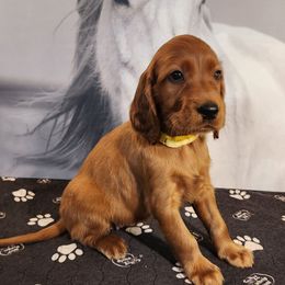 Yellow collar - Mahogany female Irish Setter puppy in Baileyville, Maine from Down East Setters and Labs