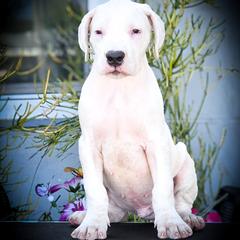 Grey collar- 'Eventus' - White male Dogo Argentino puppy in San Diego, California from Debonair Dogos