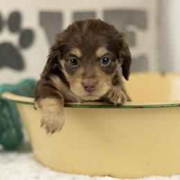 Choc and cream boy 1 - Chocolate and cream male Dachshund puppy in Seminary, Mississippi from Down South Mavericks Dachshunds