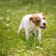 Rabbit - Sporty Mix puppy in Burnsville, Minnesota from Puzzle Dogs