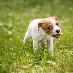 Rabbit - Sporty Mix puppy in Burnsville, Minnesota from Puzzle Dogs