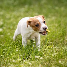 Rabbit - Sporty Mix puppy in Burnsville, Minnesota from Puzzle Dogs