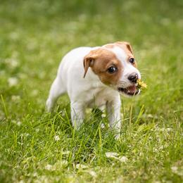 Rabbit - Sporty Mix puppy in Burnsville, Minnesota from Puzzle Dogs