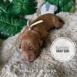 Elephant 'Ellie' - Red  female Goldendoodle puppy in Harrisburg, Oregon from Dolly’s Doods