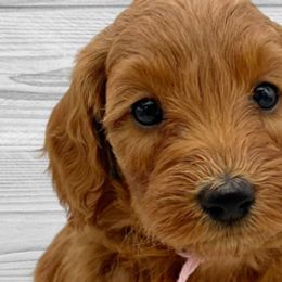 Noel (Pink Collar) - Apricot Goldendoodle puppy in St. Joseph, Missouri from Majestic Rose Goldendoodles, LLC