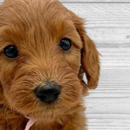 Noel (Pink Collar) - Apricot Goldendoodle puppy in St. Joseph, Missouri from Majestic Rose Goldendoodles, LLC