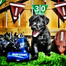 Labrador Retriever Puppies from Harrison's Lakeside Labradors