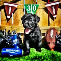 Labrador Retriever Puppies from Harrison's Lakeside Labradors