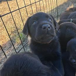 Orange - Black male Labrador Retriever puppy in Middleton, New Hampshire from Tag Hollow