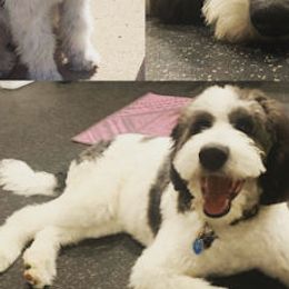 Bernedoodles and Labradoodles from Linder Labradoodles