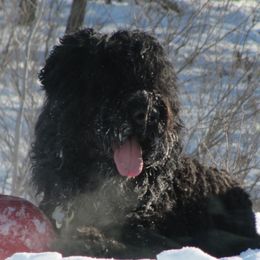 Boris - Black Russian Terrier