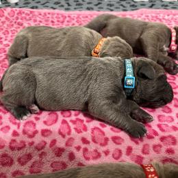 Male formentino - Fawn male Cane Corso puppy in Clewiston, Florida from Far From Average Kennels