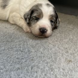 Aussiedoodle and Bernedoodle Puppies from North 40 Doodles