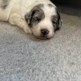 Aussiedoodle and Bernedoodle Puppies from North 40 Doodles