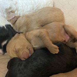 Goldendoodle Puppies from Goldendoodles on the Hill