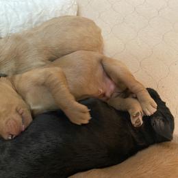 Goldendoodle Puppies from Goldendoodles on the Hill