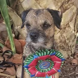 Border Terriers from Riverside Jr Border Terriers