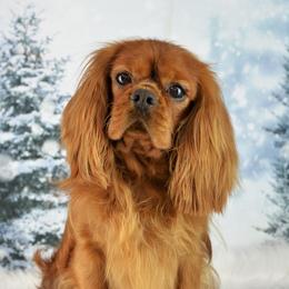 Jamie - Cavalier King Charles Spaniel