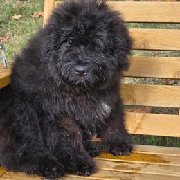Lilly - Black female Bouvier des Flandres puppy in Buffalo, Missouri from Noble Bouviers