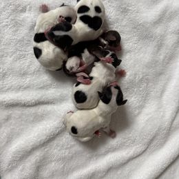 Flynn - Parti male Yorkshire Terrier puppy in Labelle, Florida from Chocolate and Parti Yorkies in Florida