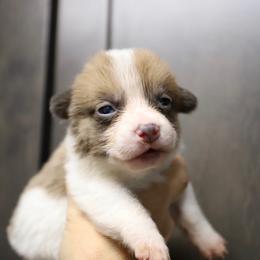 Girl 1 - Sable female Pembroke Welsh Corgi puppy in Ocala, Florida from Dolan Farms Corgis