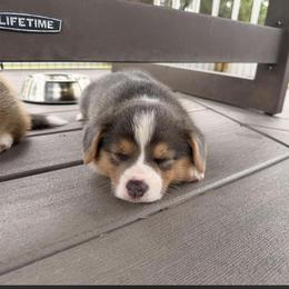 Daisy - Red female Pembroke Welsh Corgi puppy in Trout, Louisiana from Miss Red's Corgi Farm