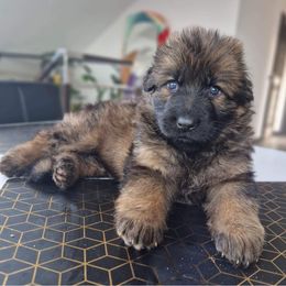 German Shepherd Puppies from Vom Cronje Haus German Shepherds