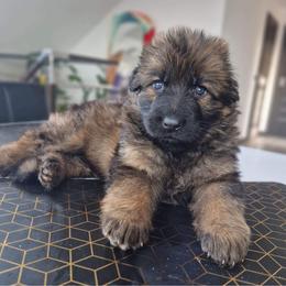 German Shepherd Puppies from Vom Cronje Haus German Shepherds