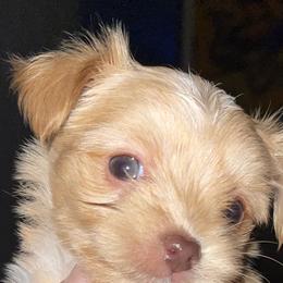 Yorkshire Terrier Puppies from WestWay Exotic Yorkies
