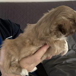 Peewee - Liver and white male Shih Tzu puppy in Buffalo, New York from Irish Eyes ShihTzu