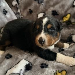 Greg - Black tri-color male Australian Shepherd puppy in Atkinson, Illinois from Diamond Ridge Aussies