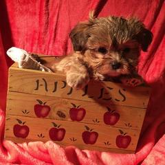 Mi-Kis from Jubilee Mi-Ki's