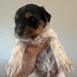 Jinx - Chocolate, tan and white male Yorkshire Terrier puppy in Rathdrum, Idaho from CDA Heavenly Yorkies