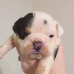 Bulldog Puppies from Hayzlett Family English Bulldogs
