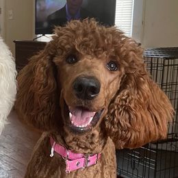 Sadie - Poodle