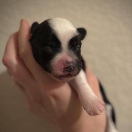 Bandit- Puff Boy - Black and white male Chinese Crested puppy in Tomball, Texas from Gracieux Chinese Cresteds
