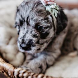 Goldendoodle Puppies from Emma Doodles