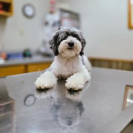 Estelle - Blue merle female Aussiedoodle puppy in Centreville, Mississippi from Trin's Designer Doodles